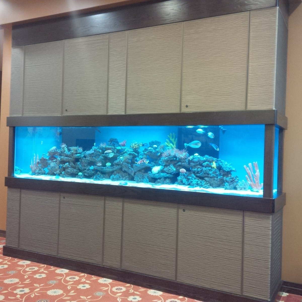 Gallon Corner Aquarium 400 Gallon Aquarium For Sale Craigslist