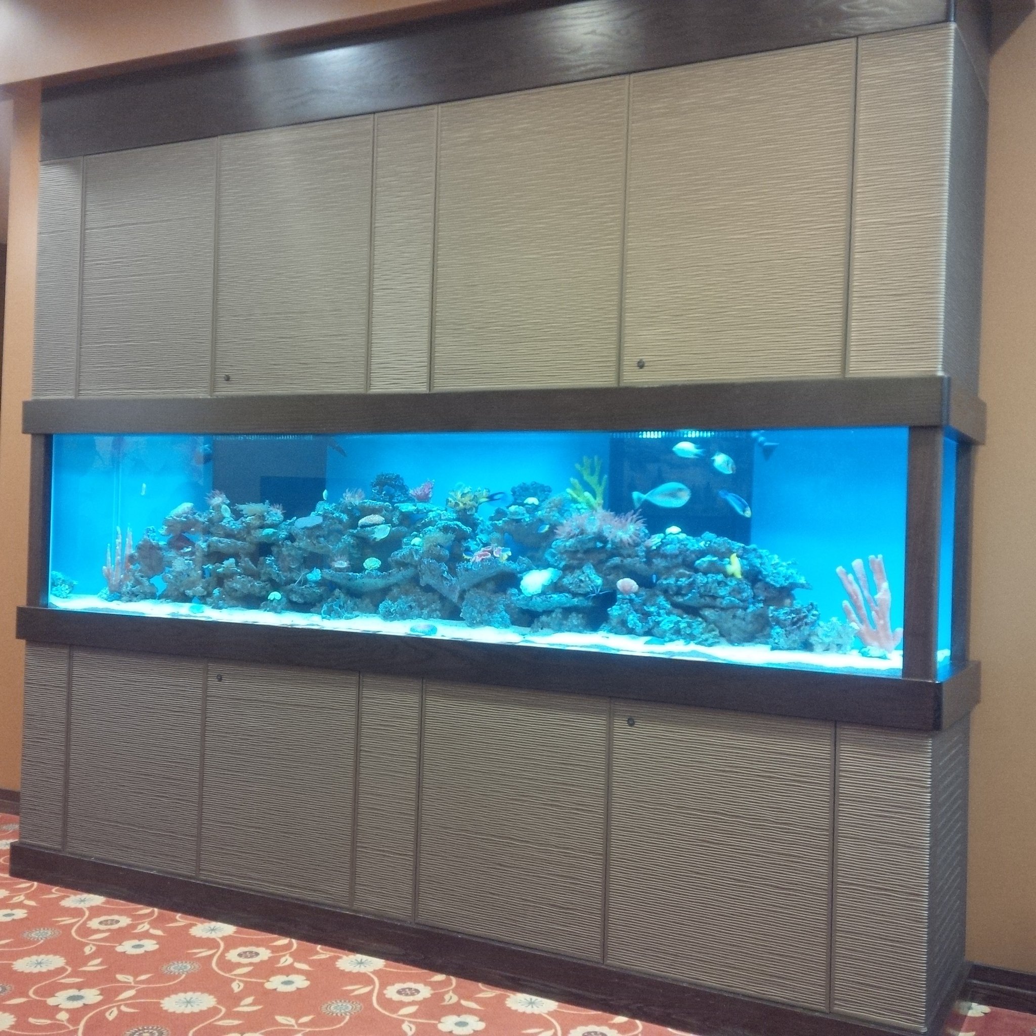 X LTAquariums 400 gallon reef tank. ltaquariums aquarium fishtank reeftank saltwater ocean coralreef reef coral corals custom 400gallon https t OMiyiDKkev X