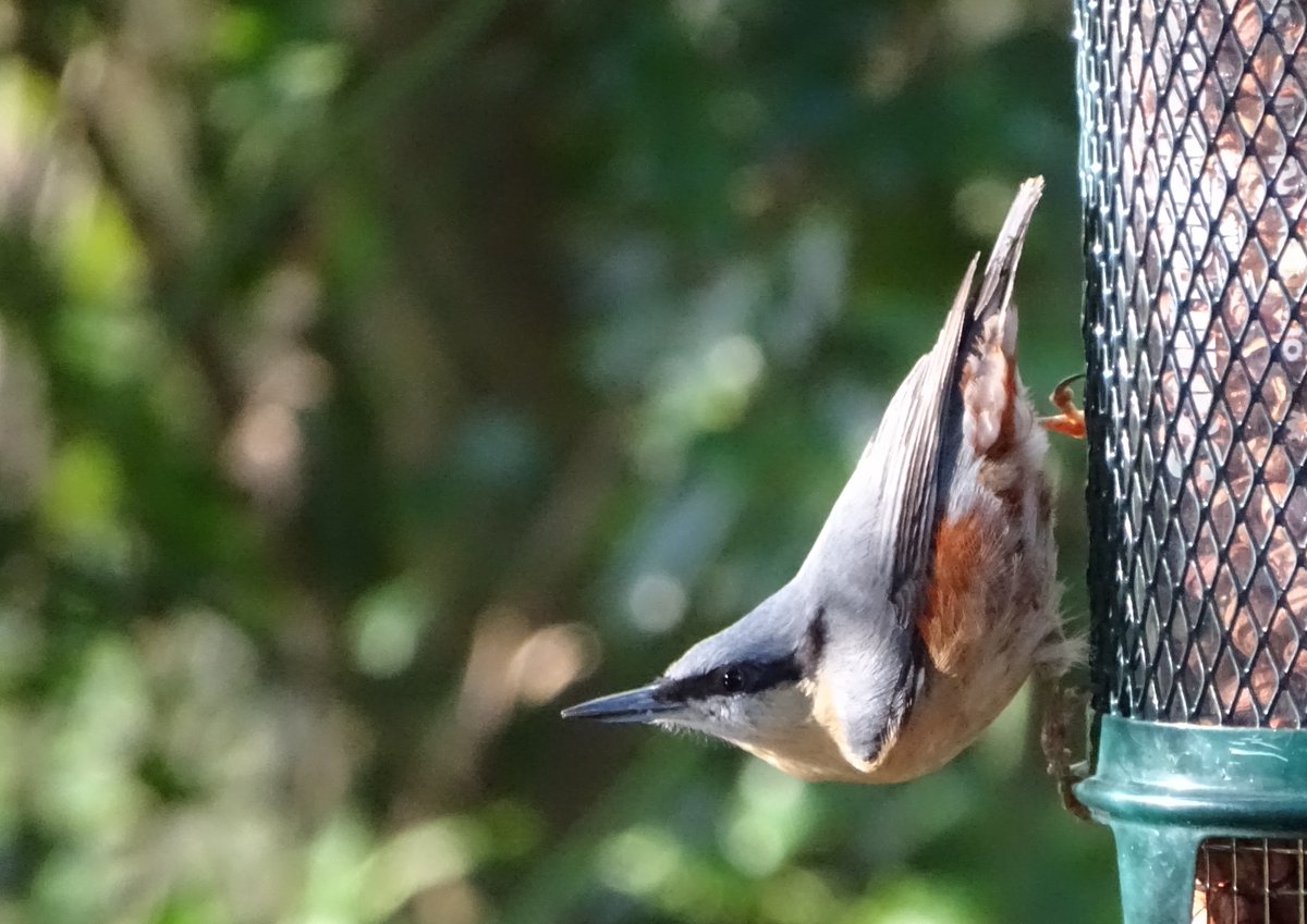 Anne Salter 🇺🇦 🌻😷🇪🇺🎾🕷🐝🦋🐧🌏 tweet media