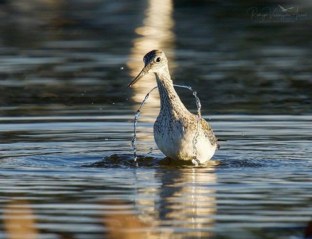 Reposting <a href="/rodvalenz/">Rodrigo Valenzuela</a>:
 #feathers #ornithology #birdwatchers #birds🐦 #birds