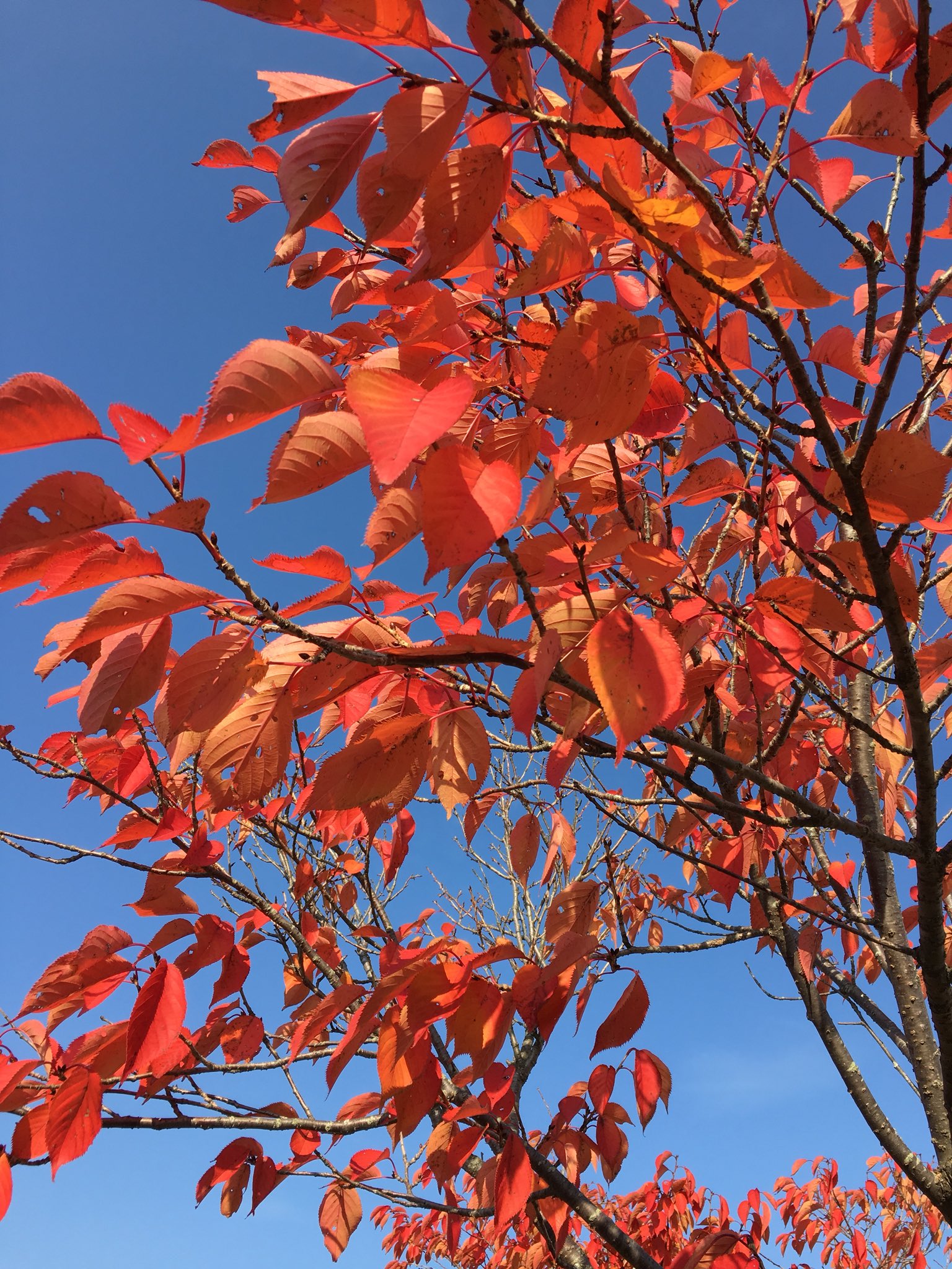 りんごえもん 秋に桜の葉が紅葉することを 桜紅葉 さくらもみじ って言うんだって なんか 素敵な言葉だなぁ ー 我が家の桜紅葉と春の桜 T Co Uuxxwthh Twitter りんごえもん 秋に桜の葉が紅葉することを 桜紅葉 さくらもみじ って言うんだって なんか 素敵な言葉だなぁ ー 我が家の桜紅葉と春の桜 T Co Uuxxwthh Twitter