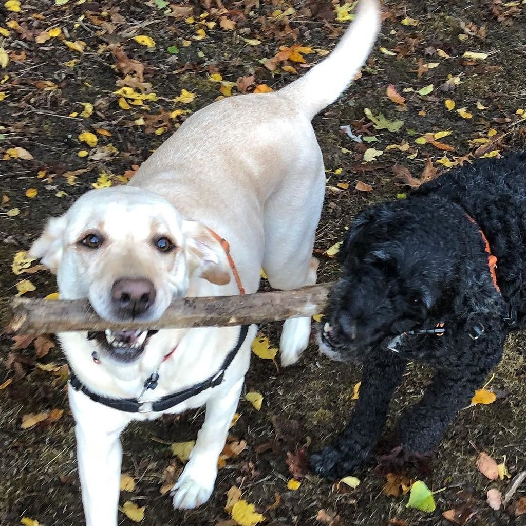 titus_the_lab's tweet photo. Fall afternoon play session! #titusthelab #labsofinstagram #labs #dogstagram #dogs #pwd #goosethedog #portiesofinstagram #justlabradors https://t.co/hCqUUqBARb