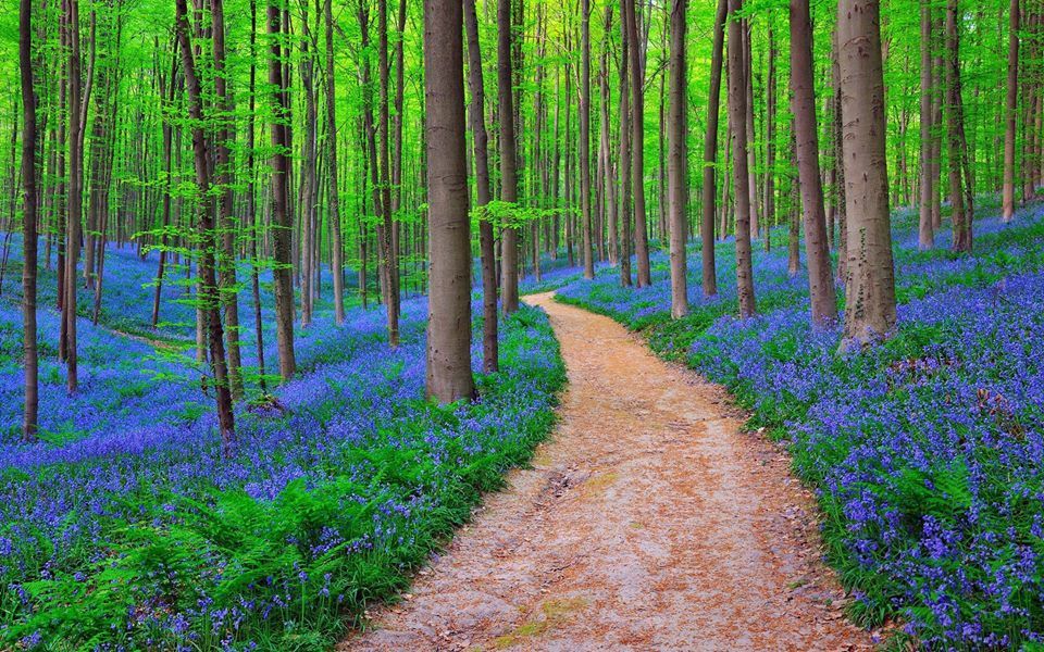 Leve1Travel's tweet photo. #BluebellsForest #Belgium 
"Belgium is a safe country" - Charles Michel https://t.co/OpcliqSXbn