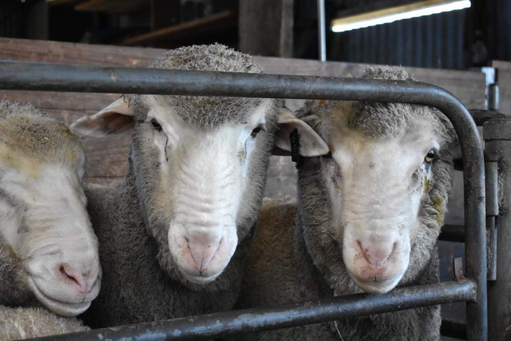 deep_dene_KI's tweet photo. Deep Dene Poll Merino Stud 
2017 Catalogue Available Now! 40 Auction, 8 Mini Auction and 19 Private Selection. https://t.co/eCZjeZAudb https://t.co/tiq7iOMUQV