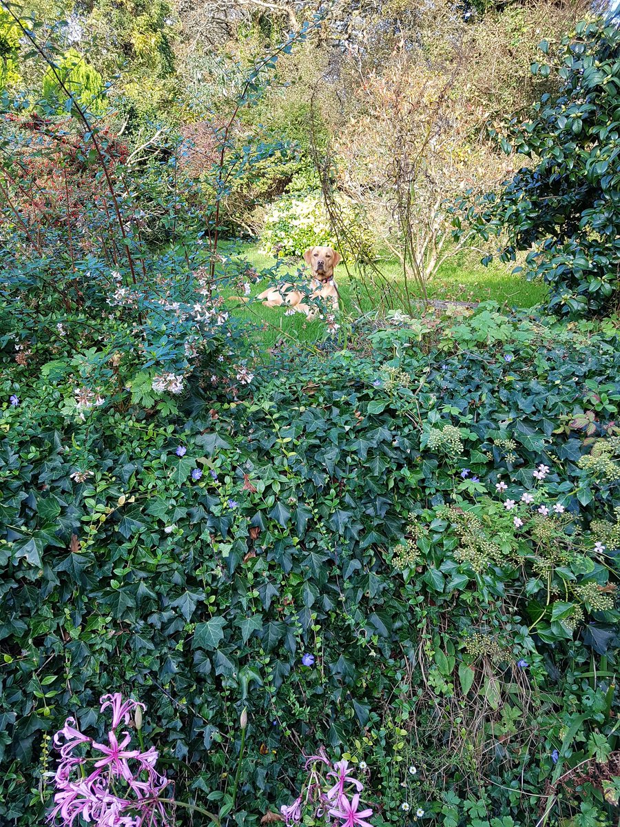 helshart's tweet photo. Nice garden on holiday. What's the pink flowers tho? @_mikethemod you're the gardening expert #cornwall #spotthelab https://t.co/a6uuBco2py