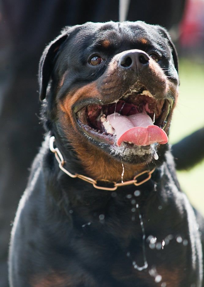 RottweilerMag's tweet photo. ADRK KS 2015
----
#ADRK #KS #GAPPAY #Rottweiler #RottweilerMagazine #RottweilerVenezuela #Venezuela https://t.co/77o1qpt0UH