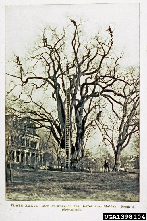 usfs_nrs's tweet photo. Gypsy Moth - #NowThatsScary !!! In this historical photo, workers inspect a tree for gypsy moth. #InvasiveSpecies #Halloween https://t.co/Hfxn21pR7x