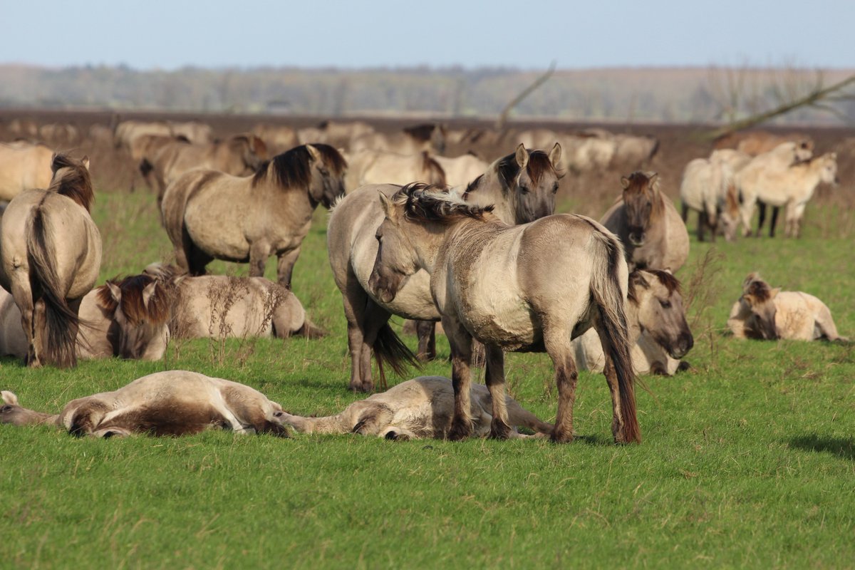 Vandaag weer prachtige momenten in de #Oostvaardersplassen. Je komt gewoon foto's te kort. Excursie met winnaars fotowedstrijd #Jongerenraad