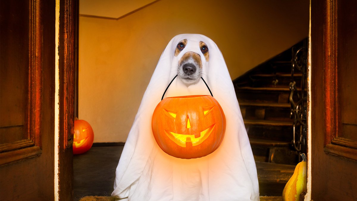MsUlaRealtor's tweet photo. How to Keep Your House From Getting Creamed on Halloween https://t.co/R7bx7kAQvC https://t.co/h4EPfMcoPK