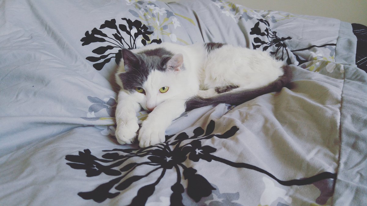 AlishaH44466366's tweet image. #tinycat #tiny #smallkit #freya