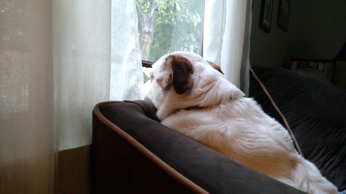ShannonSamson's tweet photo. Matt D. desperately waiting to go to @Flat12Bierwerks for her #dogsofflat12 calendar shoot. https://t.co/lukIqkfTml