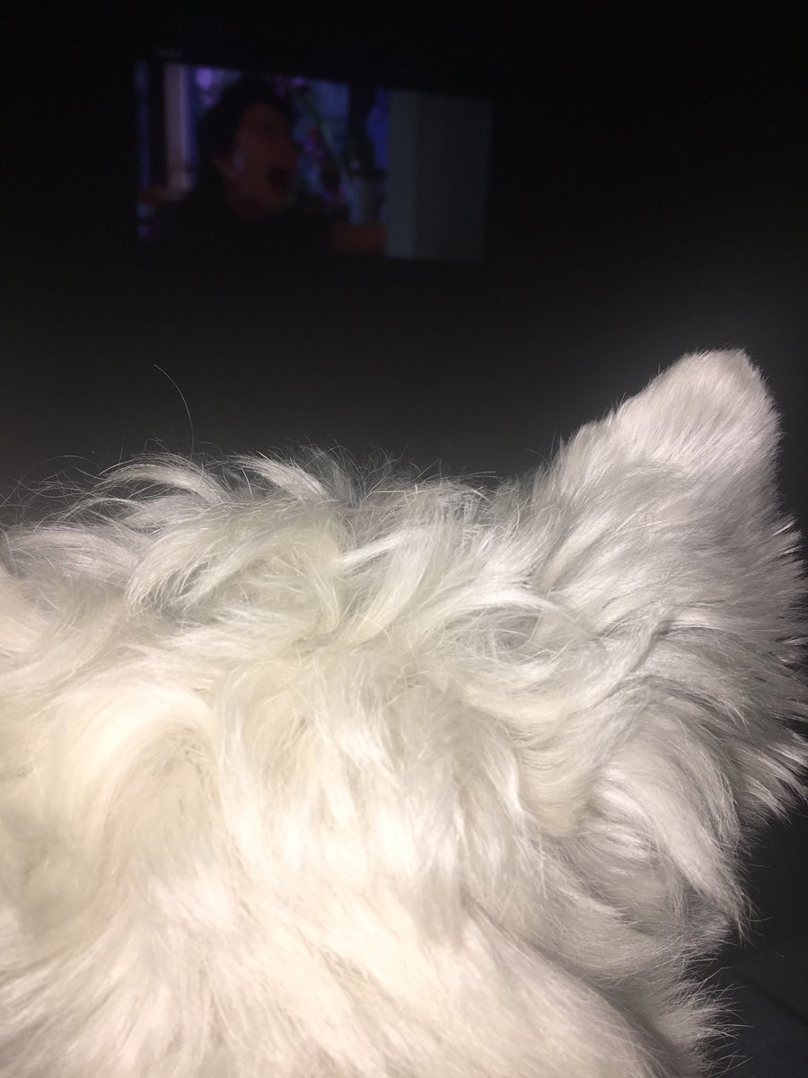 mrjacstorey's tweet photo. Me iz watchin #VillageOfTheDamned #NotScaredYet 👻🎃 #ZSHQ https://t.co/QFmEEN1YzW