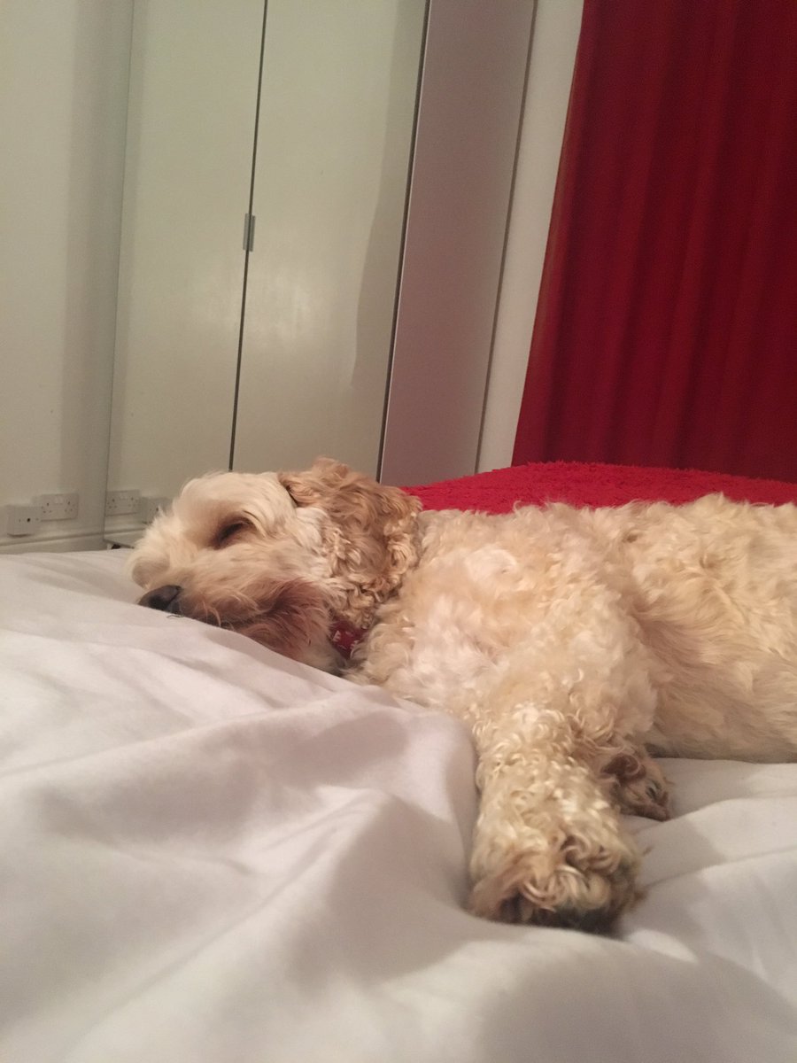 ellielw2's tweet photo. Oscar smiling in his sleep, bless him https://t.co/JWeIxunvdK