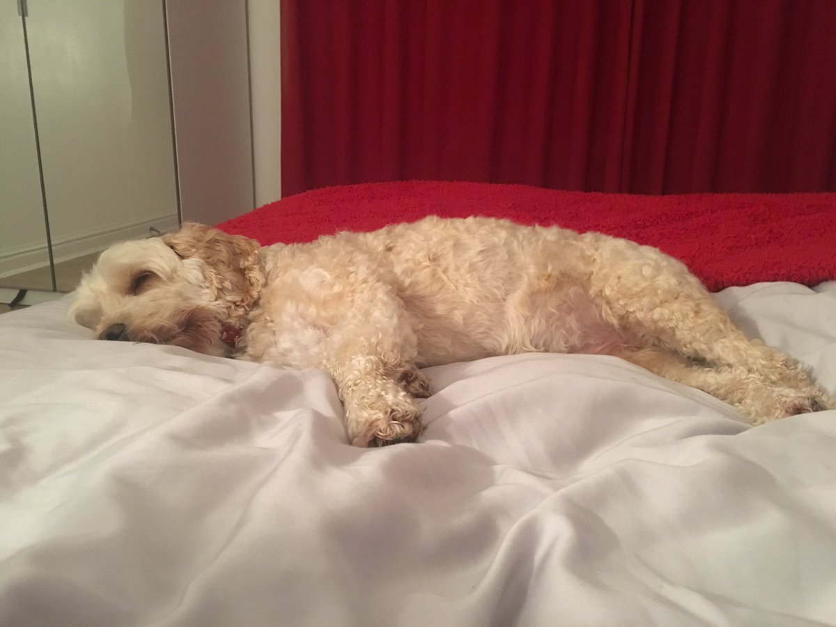 ellielw2's tweet photo. Oscar smiling in his sleep, bless him https://t.co/JWeIxunvdK