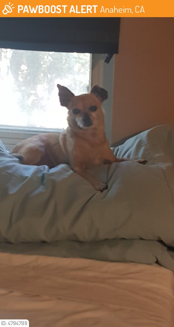 LostPetsAnaheim's tweet photo. Please RT! #found #pet in #Anaheim #CA 92802 seeking owner https://t.co/9OXdPefwc3 https://t.co/dY6ToQisvm