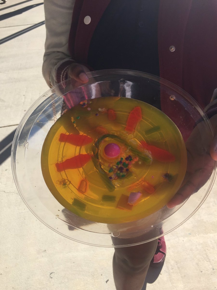 nrburgermiddle's tweet image. Animal cell model in science class #LearningHandsOn #TogetherBurgerWINS @HpsdSup @HPSD