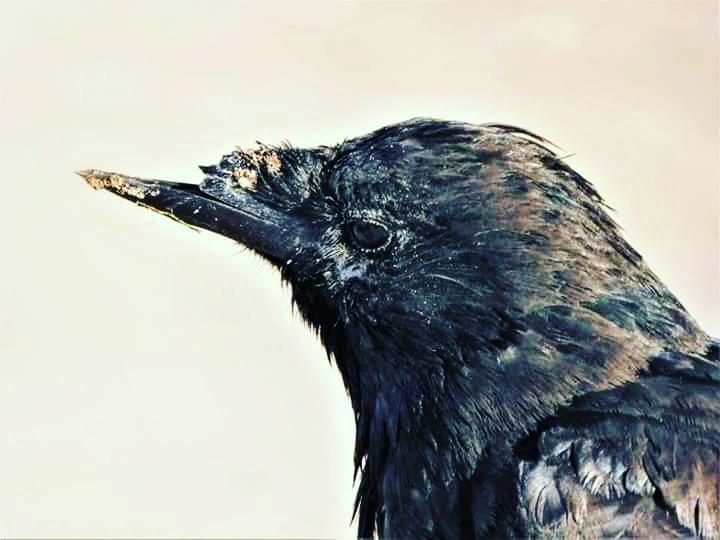Totnesbabe's tweet photo. #itsacrowthing #torquaycrows https://t.co/9qmGPY4NdE
