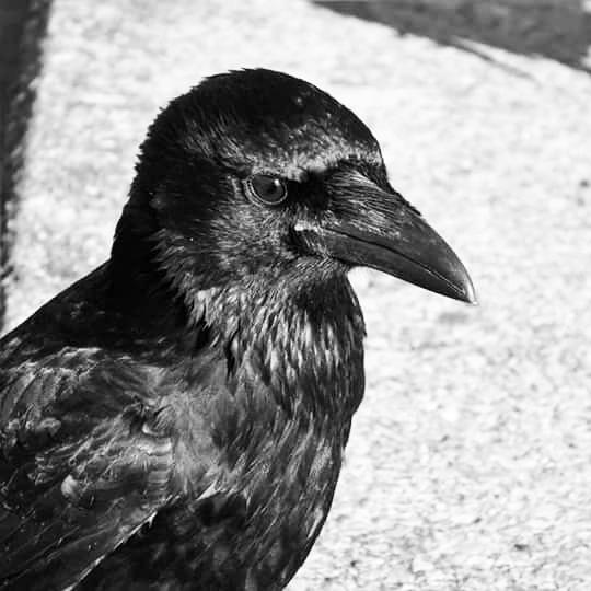 Totnesbabe's tweet photo. #itsacrowthing #torquaycrows https://t.co/9qmGPY4NdE