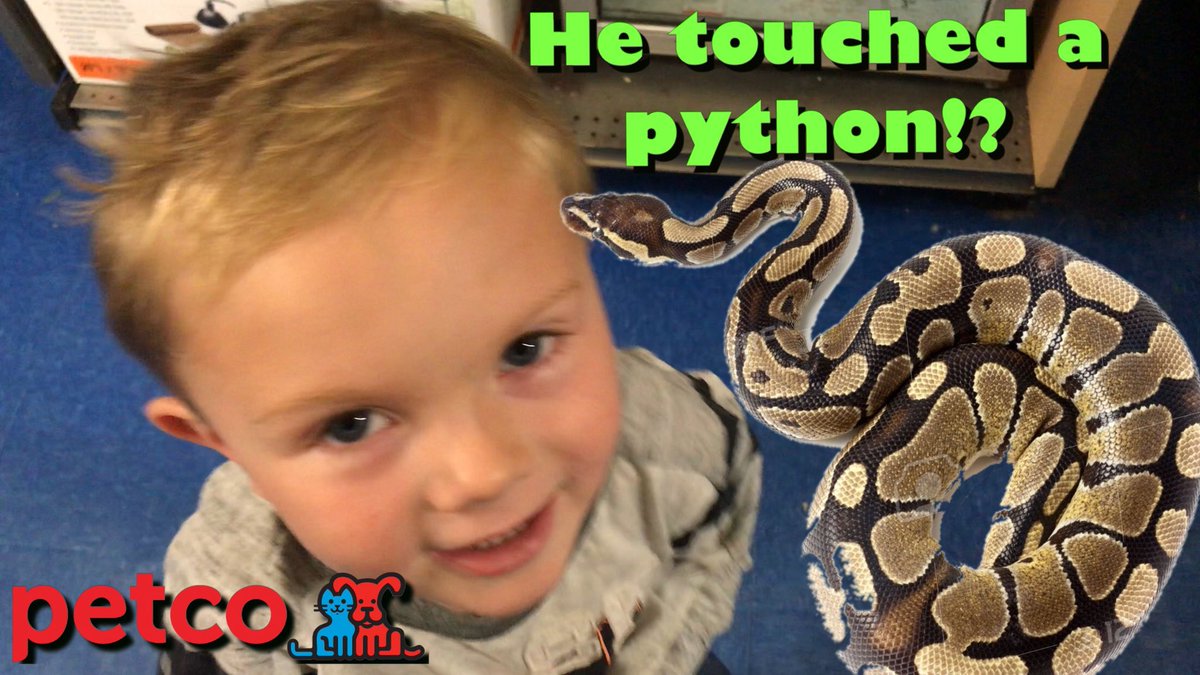 PlaytimeDylan's tweet photo. Hey @Petco an A+ employee in ur #hamptonbays #ny store let my toddler pet a #python &amp; went above/beyond for us-Thx! 🐍https://t.co/v2sshJTWcU https://t.co/87ui0ATakO