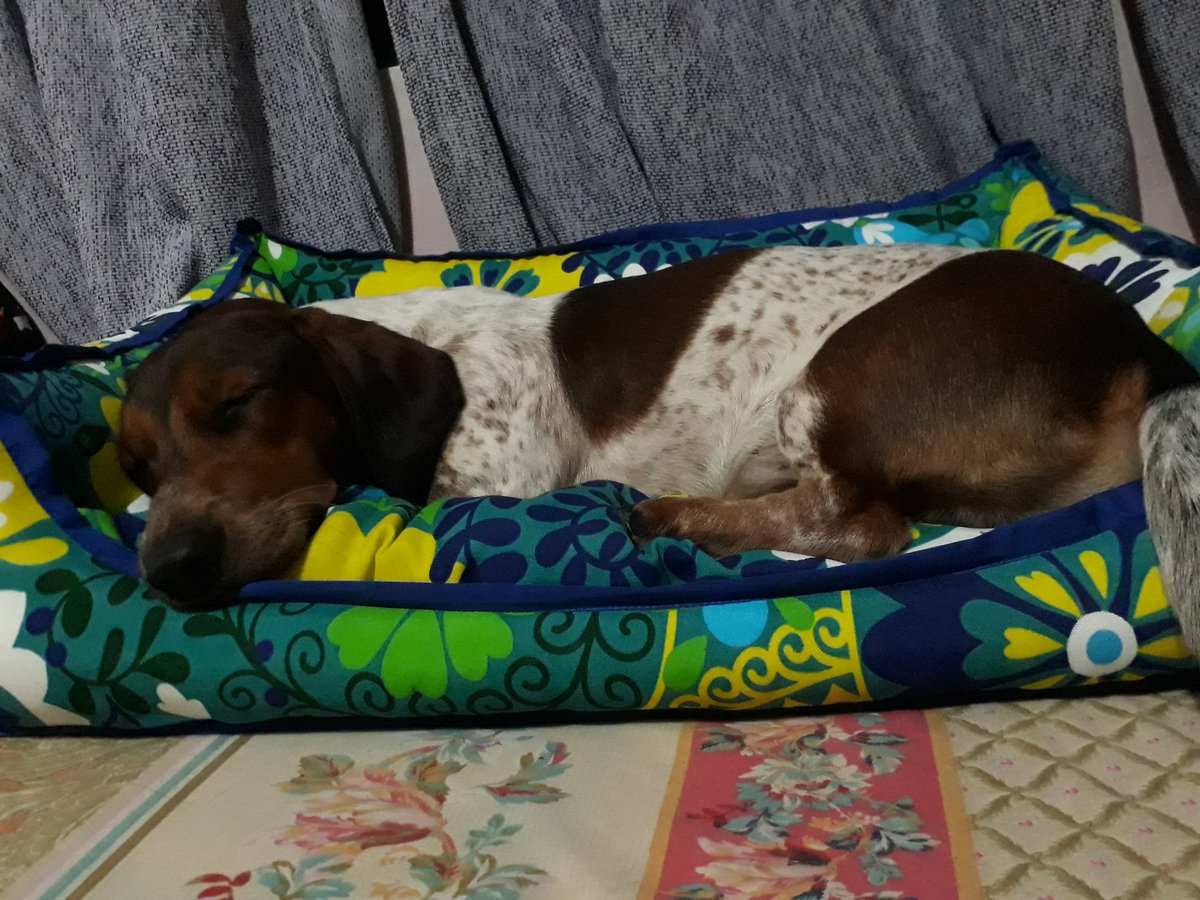 LeiSa223's tweet photo. Named my baby after my dream crush, #CharlieSheen which is now ironic coz my puppy is still a virgin https://t.co/55GtcPzM9C