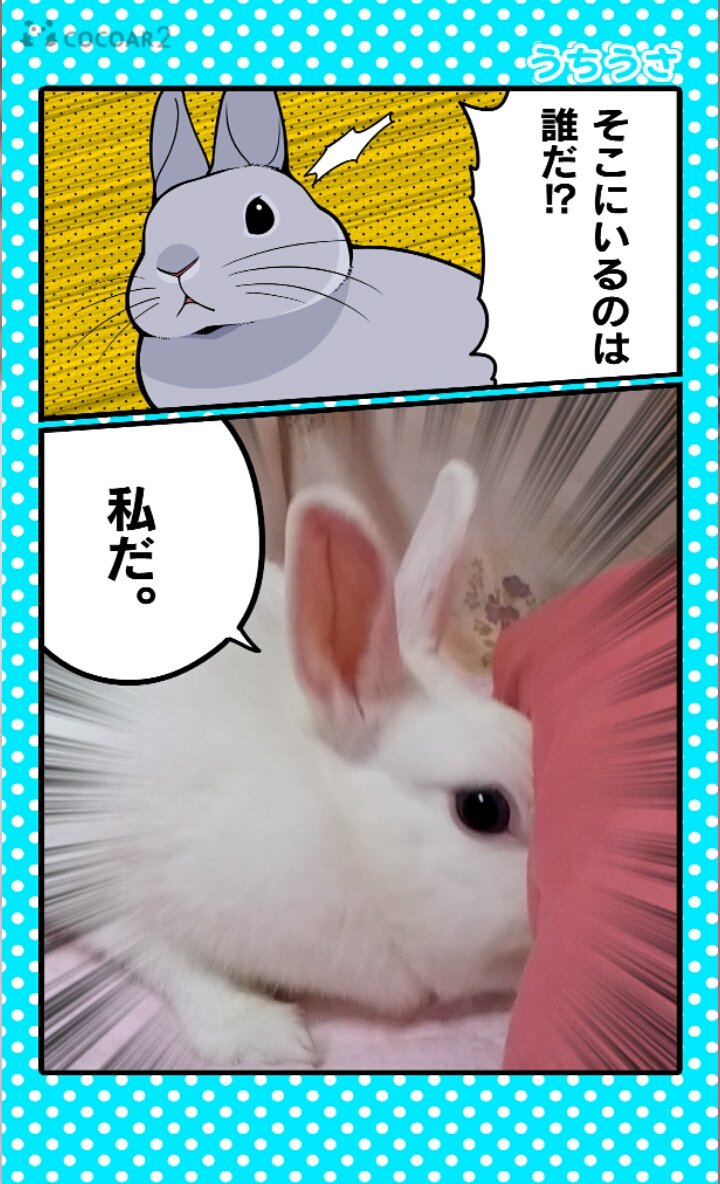 うちのうさぎのキモチがわかる本