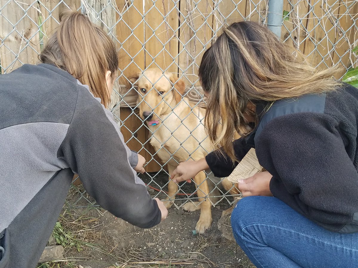 MissWatson1st's tweet photo. Team effort to bribe w/ snacks, get number off collar, one dog in my car, find owners and save 2 dogs.  At 5 on Fri @NISDBRAUCHLE https://t.co/pv5MxDuaqq