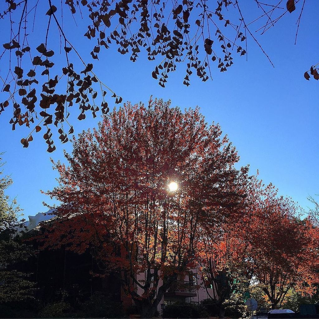 Socially_Monica's tweet photo. These sunny #Autumn days 🍁🍃🍂
.
.
#myhood #hastingssunrise #eastvan #vancouver #vancouverfall #fallleaves #fallcolo… https://t.co/tl6VxsxFlB https://t.co/3Jr5uM4qca