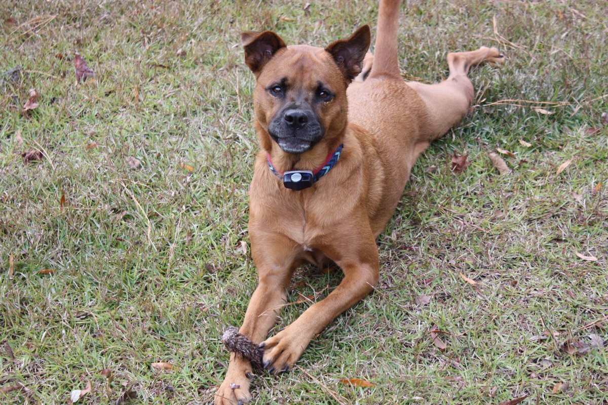 Gringobahr's tweet photo. I’m Lost - Help me get Home. I live on S. Branch off Middle Sound Loop and went exploring this afternoon. My Name is Abbi 910-367-2647 https://t.co/tmCOsx1De9