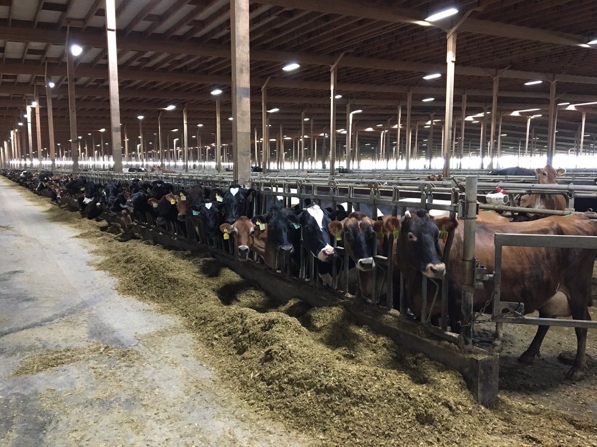The average dairy cow produces seven gallons of milk a day, 2,100 pounds of milk a month, and 46,000 glasses of milk a year #agfact