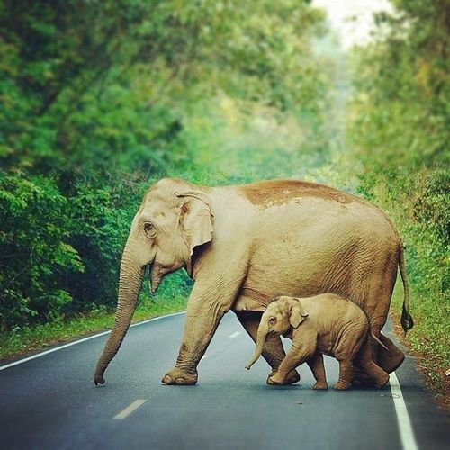 Woods And Wildlife (@wildlifewoods) on Twitter photo 