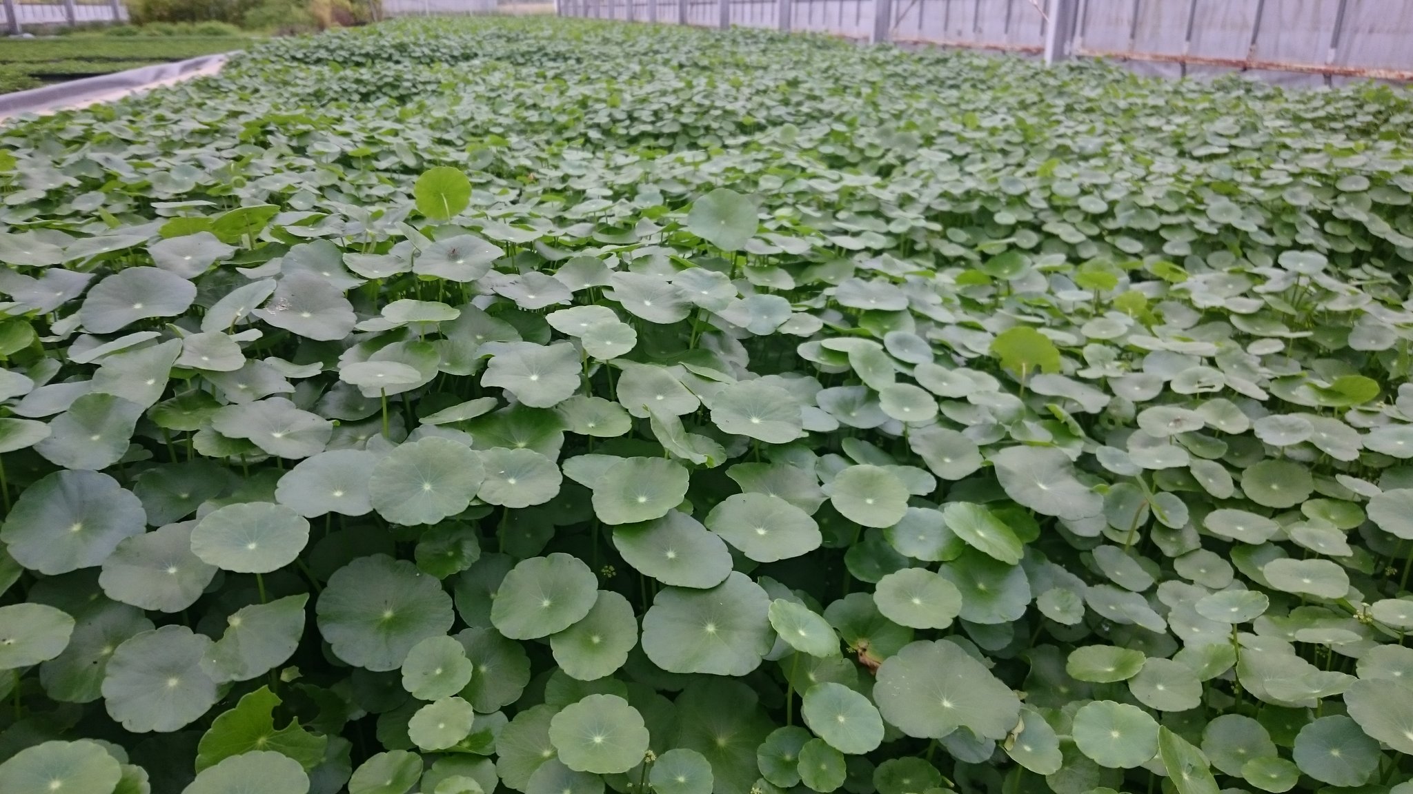 杜若園芸とじゃくえんげい 公式 メダカ飼育に人気の水生植物ウォーターコイン 水中に沈んでも花壇のようなところでも育つ丈夫な水生植物です 増えすぎに注意 ウォーターコイン ウォーターマッシュルーム 水生植物 メダカ T Co Kdhfjwd3e8