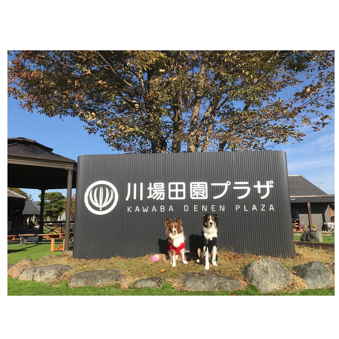 モカッシュ Kazuko 犬連れ旅行 川場田園プラザ 吹割の滝 ボーダーコリー Bordercollie 車中泊 モカッシュ Kazuko 犬連れ旅行 川場田園プラザ 吹割の滝 ボーダーコリー Bordercollie 車中泊