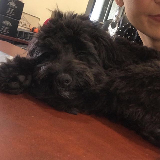 pokolbinestate's tweet photo. All work no play 😴🐾🐶#winedogsaustralia #chia #pokolbinestatevineyard https://t.co/Dz8maHWv2w