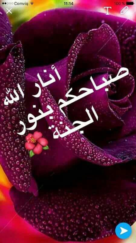 AliHalosh tweet picture
