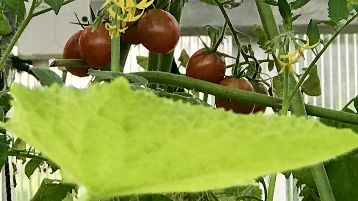 Cherry Tomatoes. Served on Platter  #HomeGarden