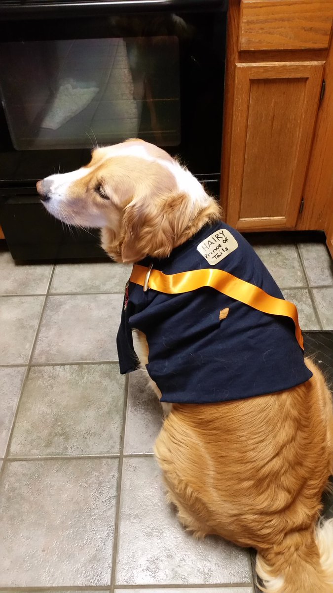 MAT_inthehat's tweet photo. #DogHalloweenCostumes . Who needs a Welsh Corgi? https://t.co/indU9LTigl