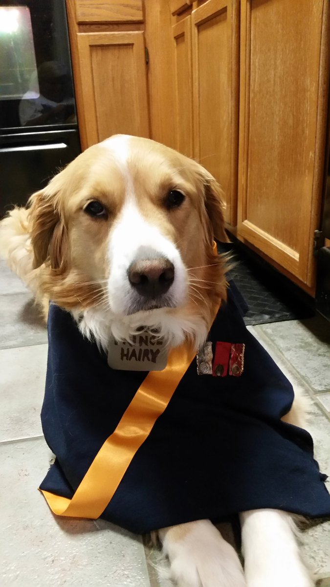 MAT_inthehat's tweet photo. #DogHalloweenCostumes. Sadie is a royal, royal. https://t.co/p5n8Ycl57G