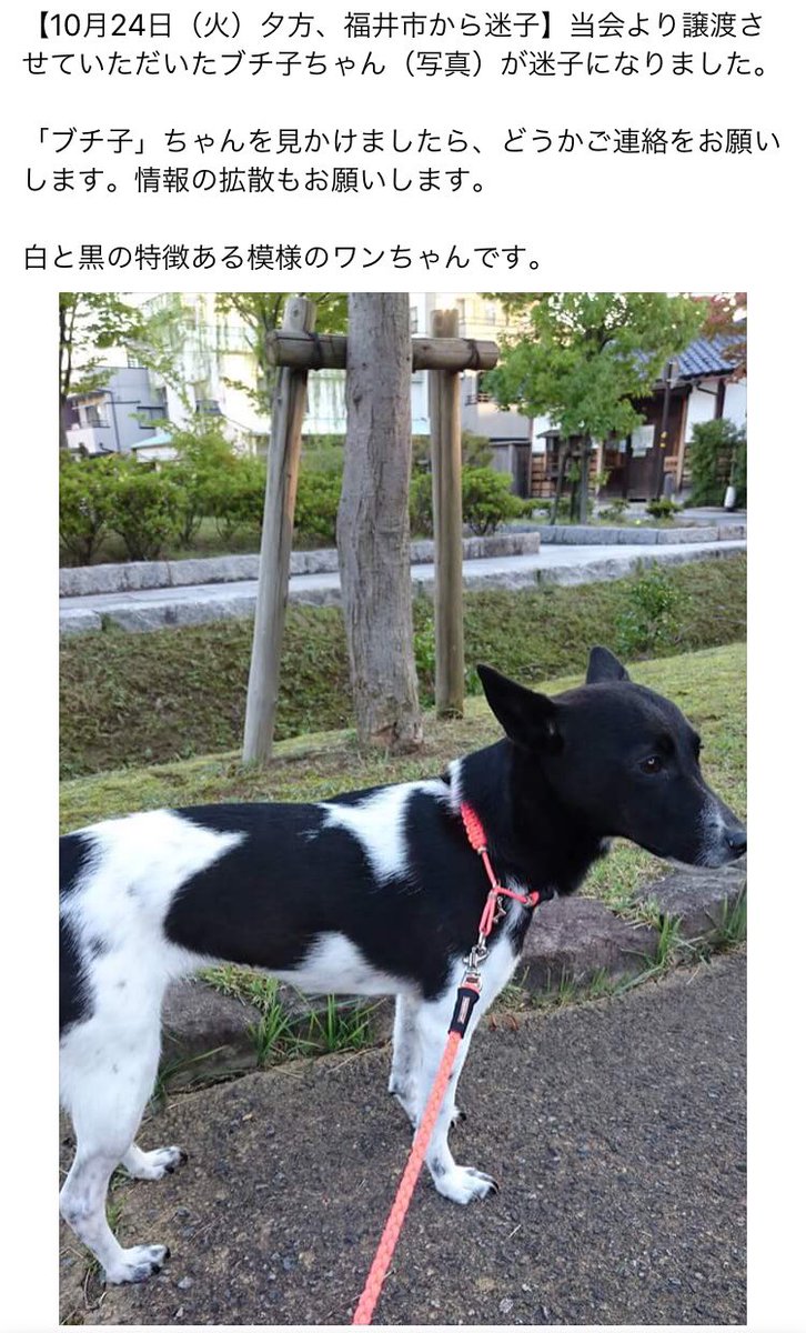 npo法人 福井犬 猫を救う会 福井市 写真の犬を探してます 白黒の犬 ブチ子ちゃん が10月24日の夕方から迷子です 見かけましたらご連絡をお願いします 情報の拡散もお願いします 保健所には連絡済みとの事です npo法人 福井犬 猫を救う会 福井市 写真の犬を探してます 白黒の犬 ブチ子ちゃん が10月24日の夕方から迷子です 見かけましたらご連絡をお願いします 情報の拡散もお願いします 保健所には連絡済みとの事です