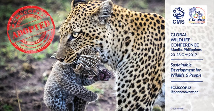 #BreakingNews: #Leopard to benefit from int'l cooperation. CMS App II Listing adopted at #CMSCOP12 in Manila!