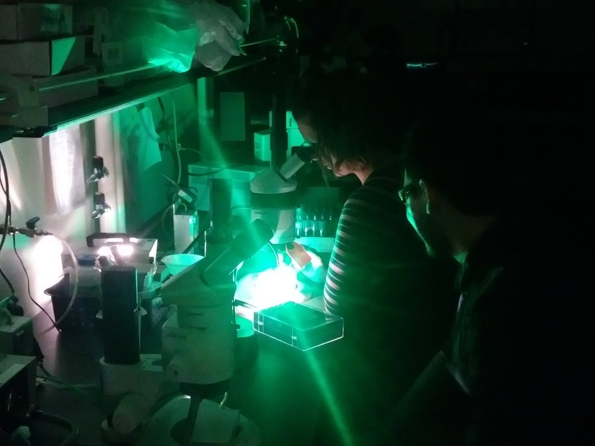 Our own @constantmaria observing green fluorescent Drosophila flies