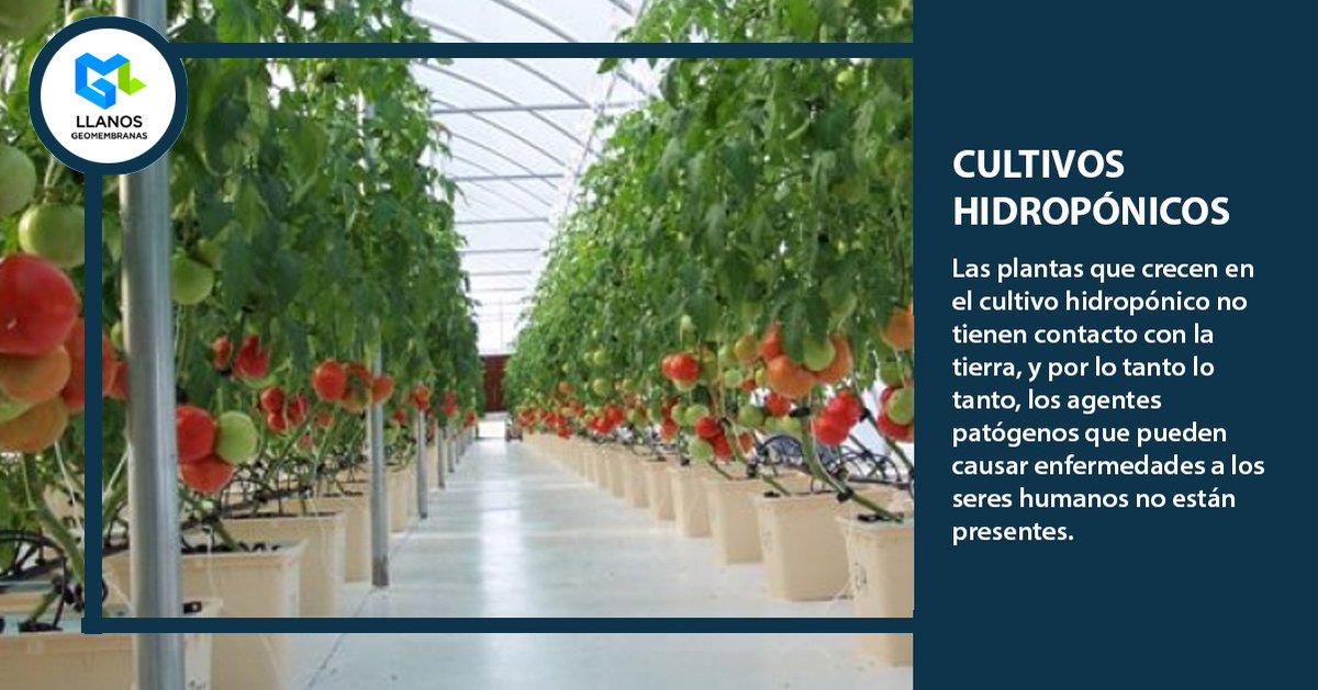 GeomembranasLL's tweet image. Es más fácil proteger las plantas de las temperaturas extremas, de los insectos, hongos y bacterias. Totalmente libres de la contaminación.