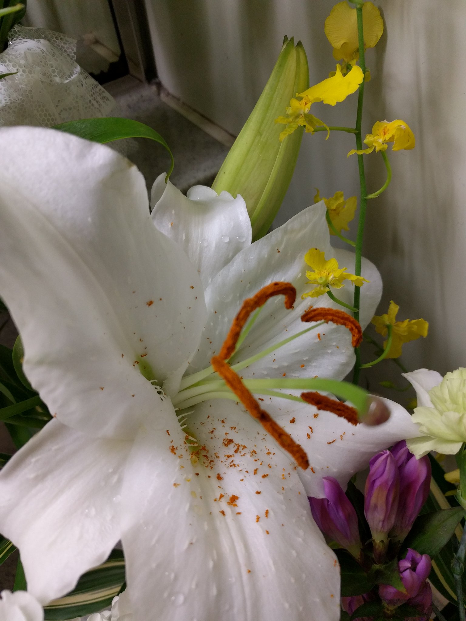 きむち公式 なんなのあのユリの花粉 指がくっついて離れないほどベトベトだし 石鹸使っても色は落ちないし 油使っても完全に色は消えないし 洗面台にも色がつくし 寮食の昼ごはん逃すし こんなのもう懲りた笑 ユリのおしべは花が開ききる前に取りま
