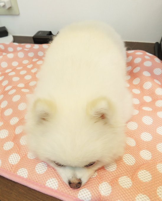 白いポメラニアンのtwitterイラスト検索結果 古い順