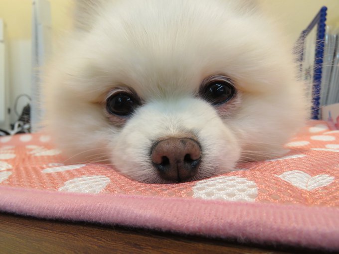 白いポメラニアンのtwitterイラスト検索結果 古い順