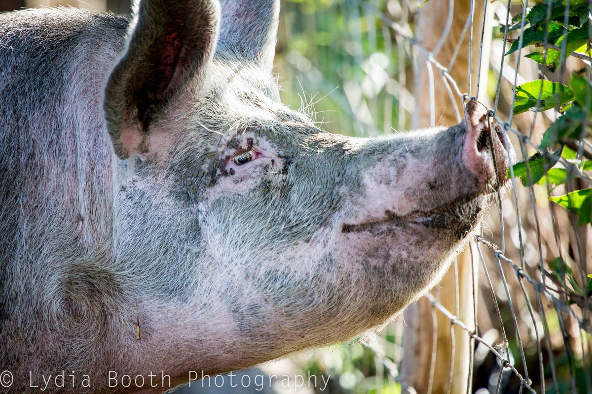 LydiaBoothPhoto tweet media