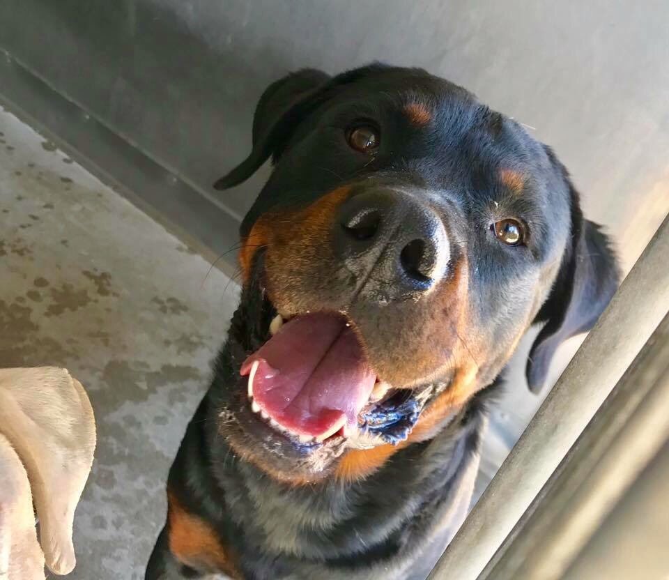 pupaid's tweet photo. All sorts of breeds &amp; crossbreeds are waiting in rescue. So visit your local shelter this weekend &amp; help save a life :) #adopt #rescue https://t.co/4pwoQuA0FT