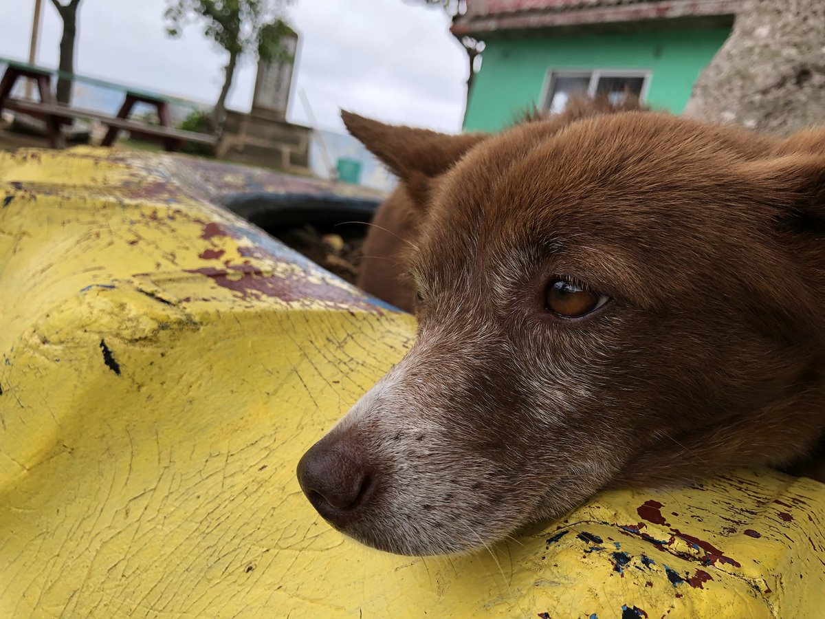 Kokopy 宮古島の可愛い動物たち 今日もふもふ運が良かったのかめっちゃ遭遇した めどーやりたくなってくるなー