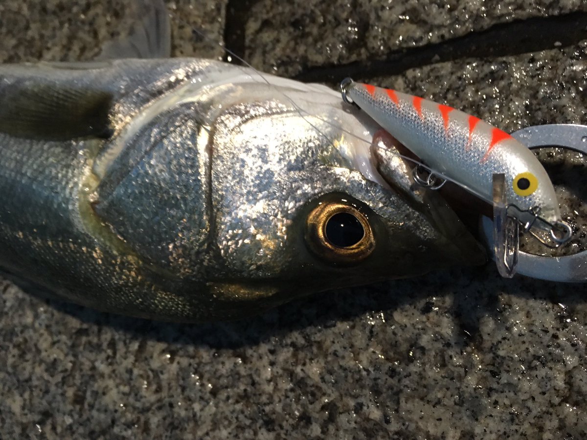 寝るか釣りか 大阪シーバスゲーム Ar Twitter テラスノック シーバスデイゲーム 隅田川にて ルアーはcd7 釣れへんなー そう言えば昔 クランクベイトのボトムノックでよう釣ったなー ポクポクポクチーン Cd7のラインアイ曲げて 隅田川テラスのエグれに当てながら