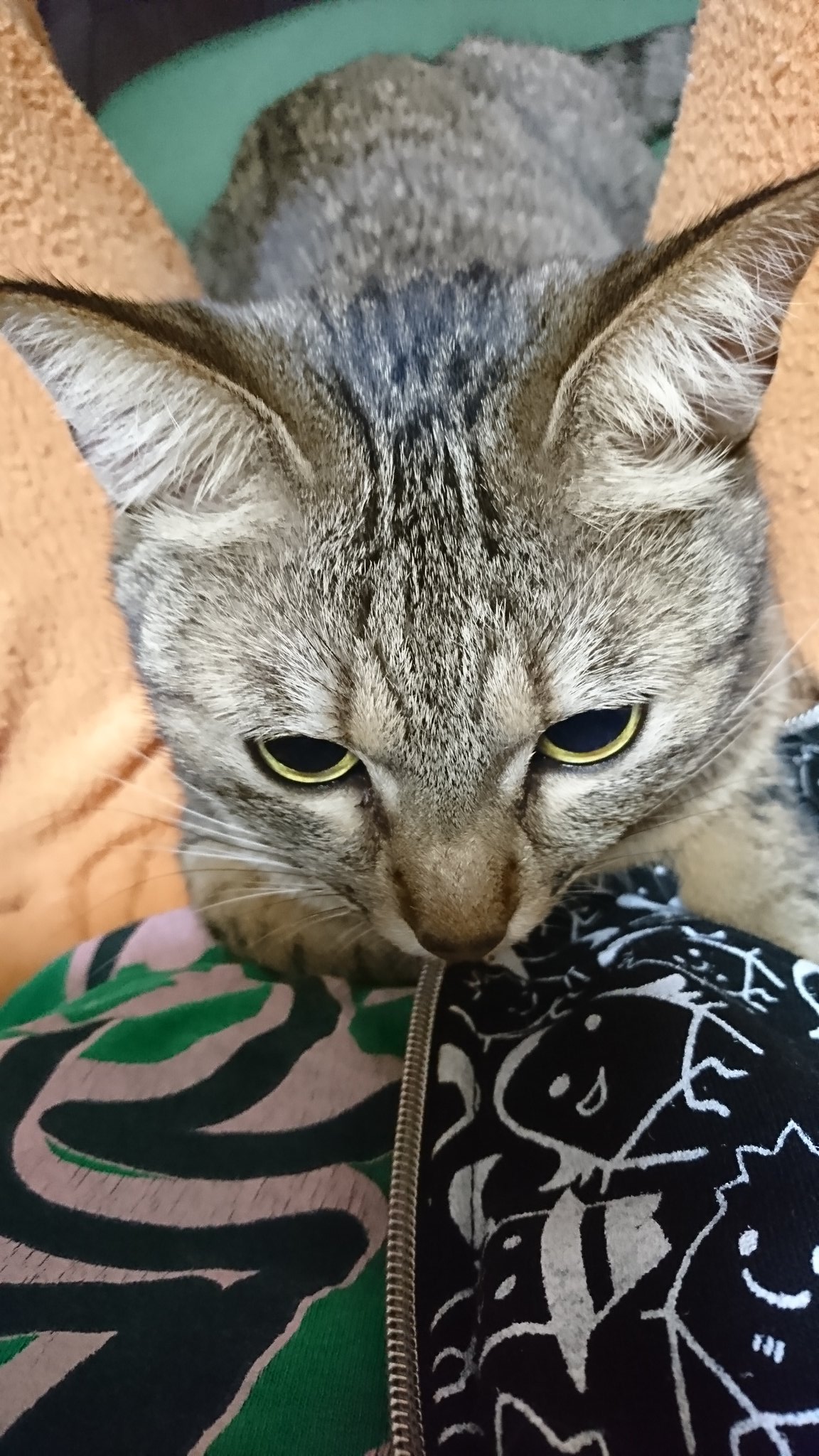 猫のおなら Twitter Search Twitter