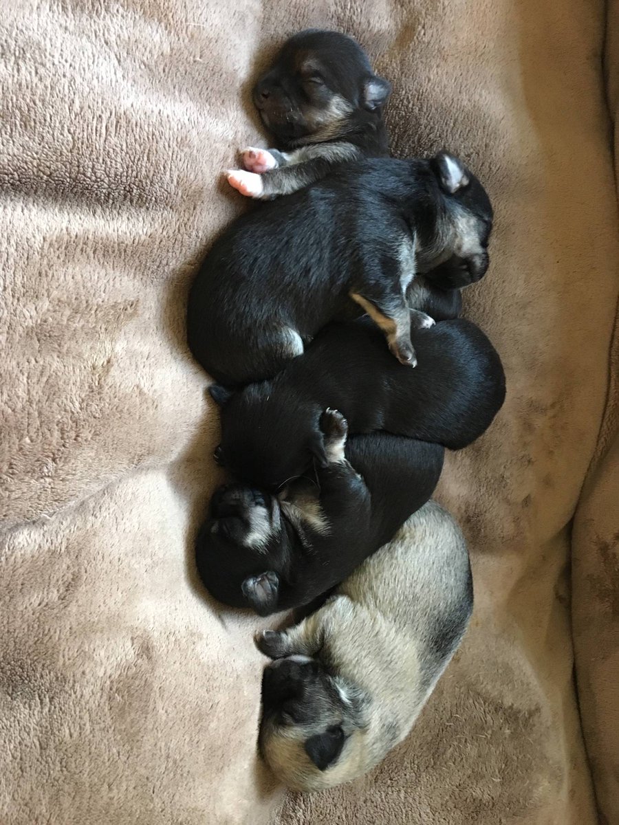 homescanning's tweet photo. Latest pups on the block 5 (as scanned) Chihuahua pups. Delivery just 1.5 hrs long! 3 boys &amp; 2 girls 💕. #homescanning #chihuahua #newborn https://t.co/IaDzalgJPJ